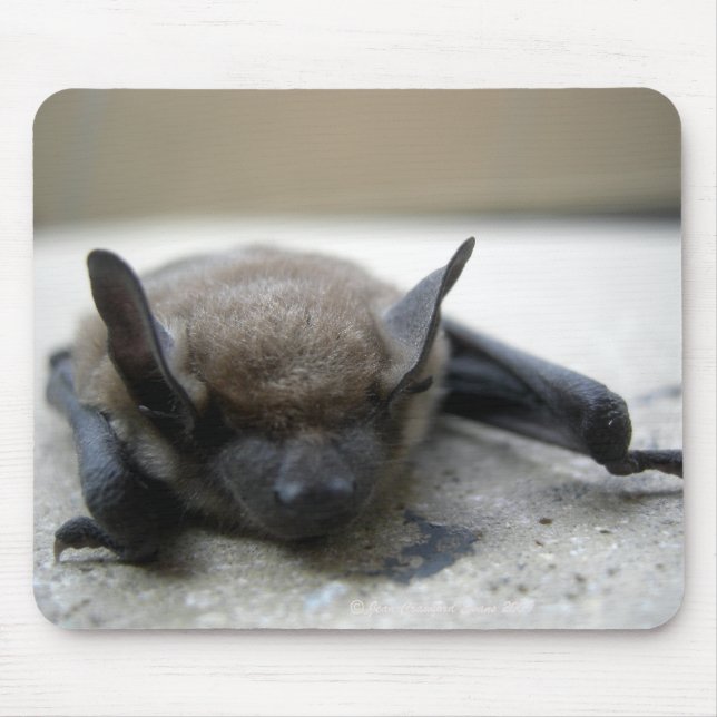 Little brown bat (Myotis lucifugus) Mouse Mat (Front)