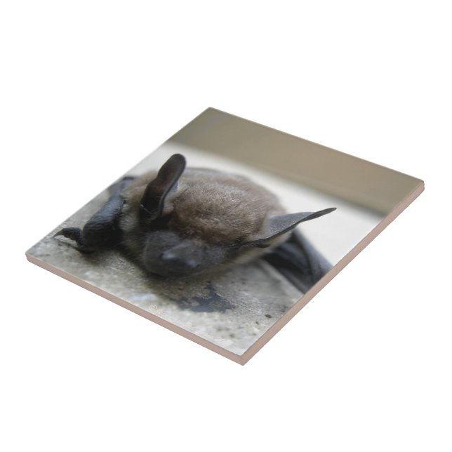 Little brown bat (Myotis lucifugus) Tile (Side)