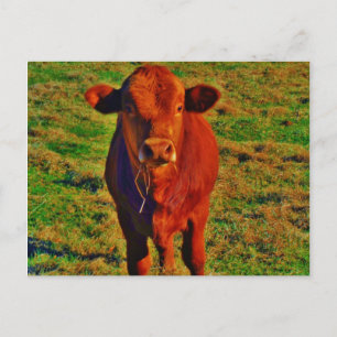 Little Brown Cow Bright Green Grass Postcard
