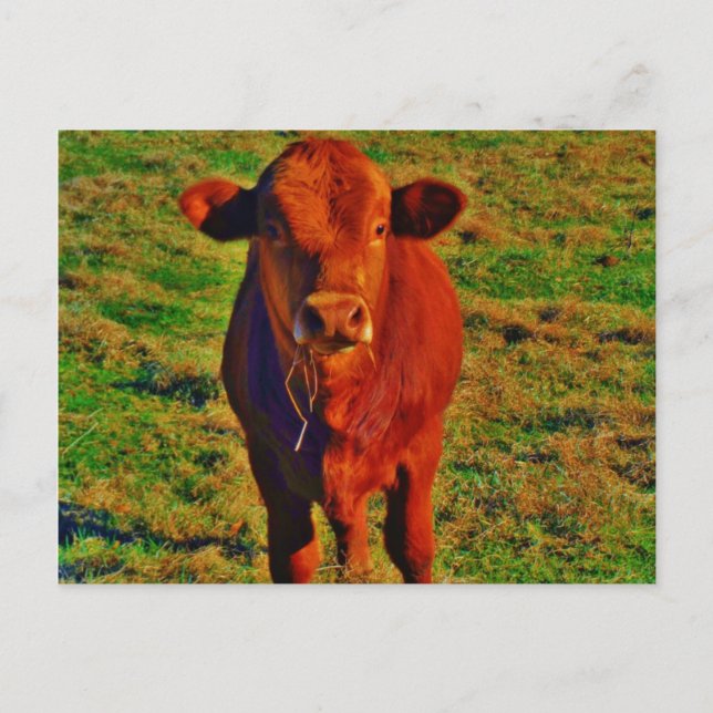 Little Brown Cow Bright Green Grass Postcard (Front)