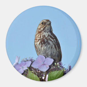 Little brown songbird print magnet