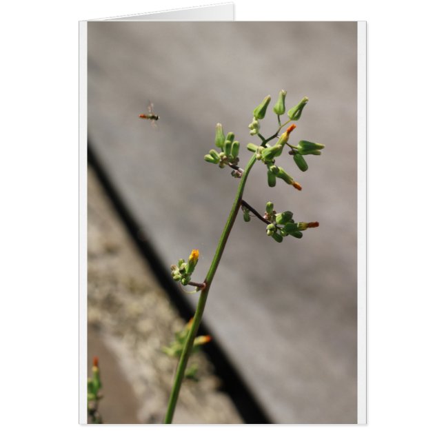 Little Bug, Little Flower (Front)