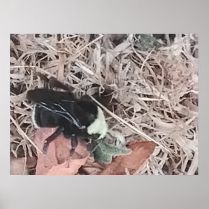 Little Bumblebee in the Dried Grass Poster
