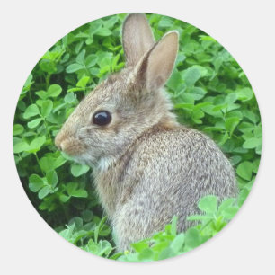 Little Bunny Classic Round Sticker