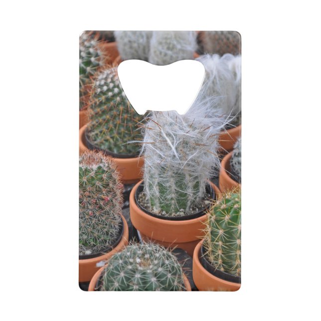 Little cactus plants (Front)