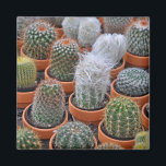 Little cactus plants magnet<br><div class="desc">Cute little cactus plants</div>