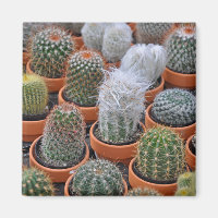 Little cactus plants