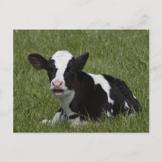 Little Calf Postcard (Front)