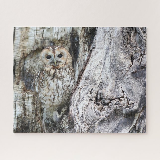 Little Camouflage Owl in Tree Jigsaw Puzzle (Horizontal)