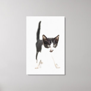 Little Cat Canvas Print