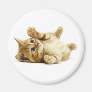 LITTLE CAT MAGNET