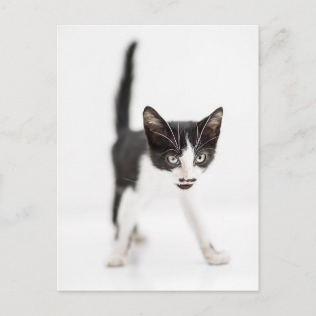 Little Cat Postcard (Front)