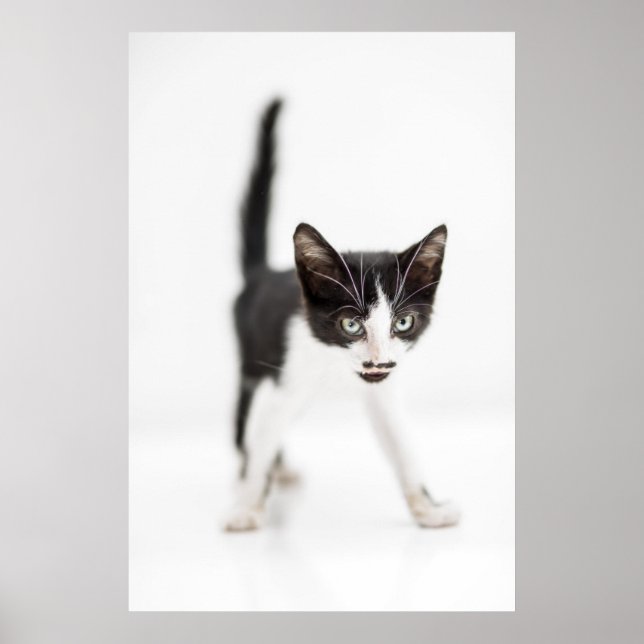 Little Cat Poster (Front)