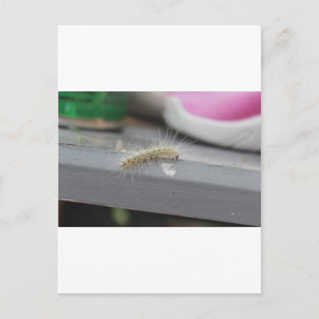 Little Caterpillar Postcard (Front)