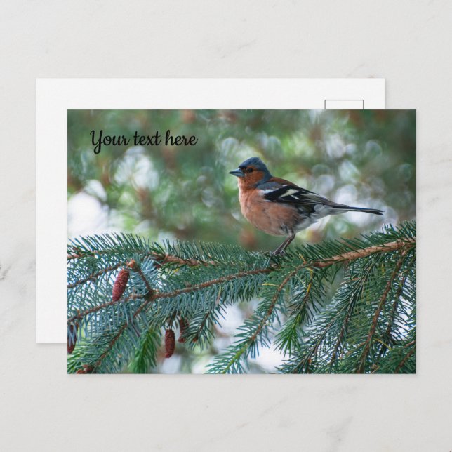 Little Chaffinch Postcard (Front/Back)
