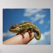 Little Chameleon
