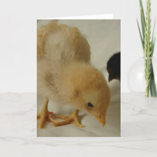 Little Chick all occasions greeting card