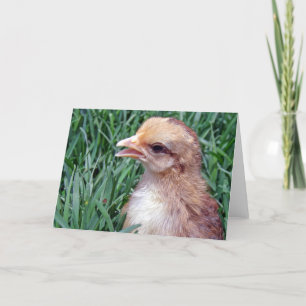 Little Chick in the Grass All Occasions Greeting Card