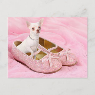 Little chihuahua in pink girly shoes with glitter postcard