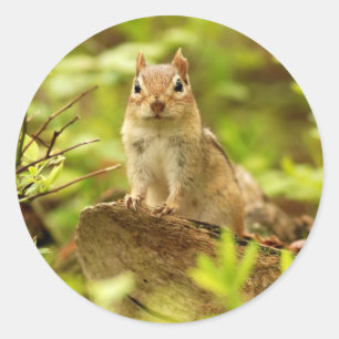Little Chipmunk on the Lookout Classic Round Sticker