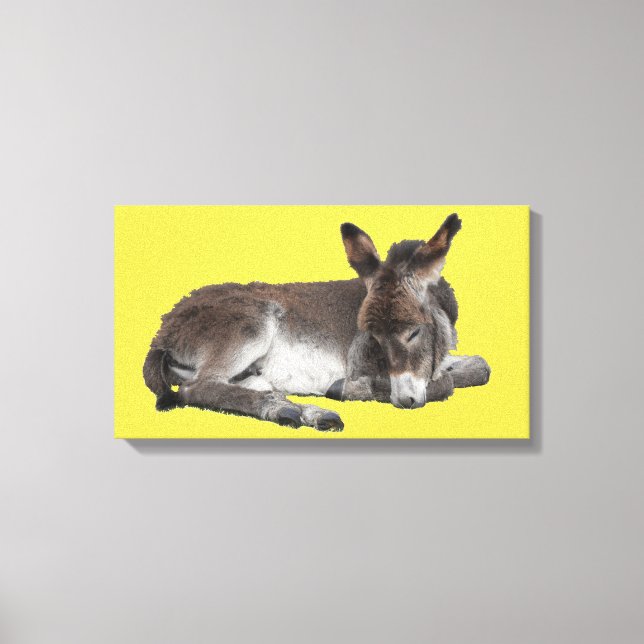 Little Chocolate Donkey Baby Foal Laying Down Canvas Print (Front)