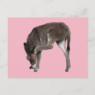 Little Chocolate Donkey Foal Scratching Ear Postcard