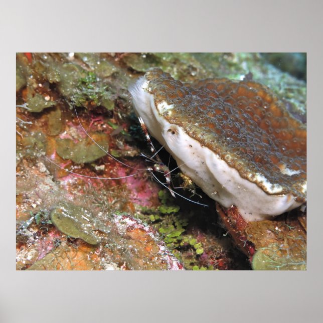 Little Coral Shrimp Poster (Front)