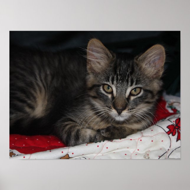 Little Cosy Kitten Christmas Poster (Front)