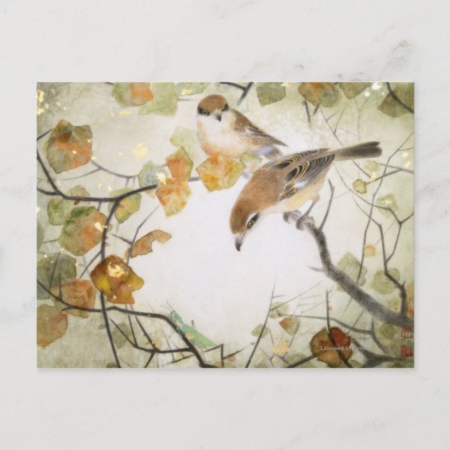 Little Creature-Bull-headed Shrikes Postcard (Front)