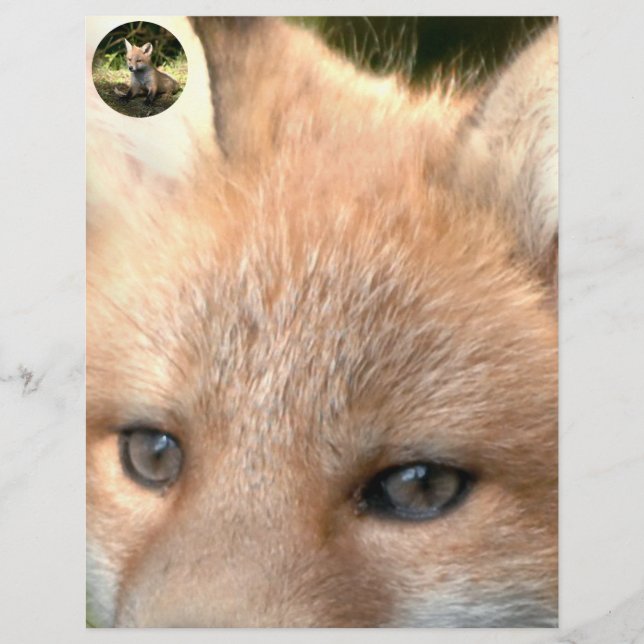 Little Cub Red Fox (Front)