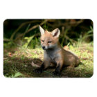 Little Cub Red Fox