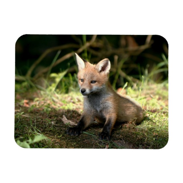 Little Cub Red Fox Magnet (Horizontal)