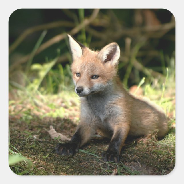 Little Cub Red Fox Square Sticker (Front)