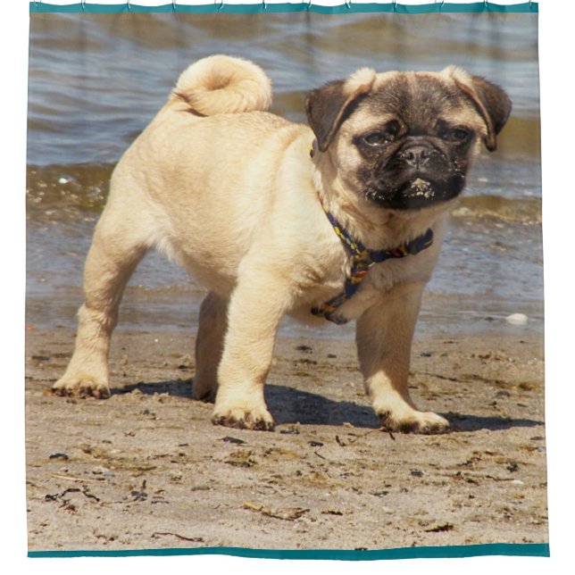 little cute baby pug shower curtain (Front)