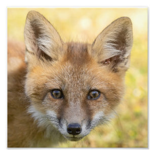 Little Cutie Fox Portrait Photo Print