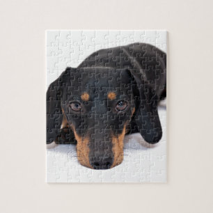 Little Dachshund Jigsaw Puzzle