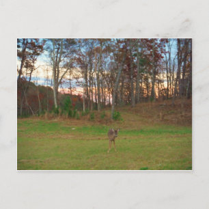 Little Deer &a Pink Sunset Postcard