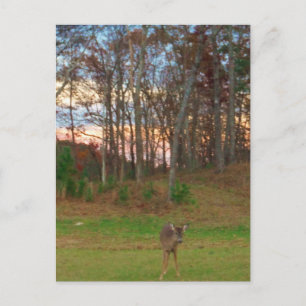 Little Deer &a Pink Sunset Postcard