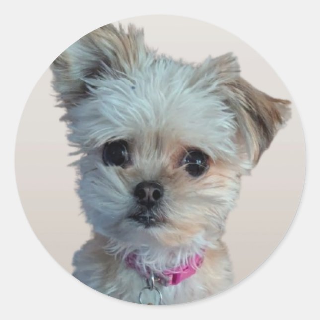 Little dog sticker (Front)