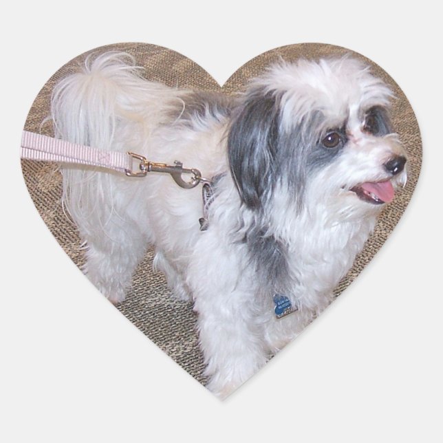 Little Dog Sticker (Front)