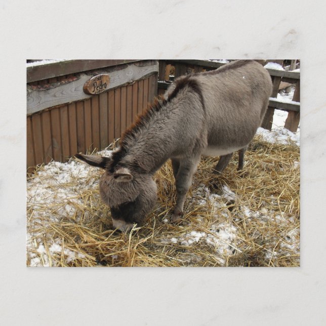 Little Donkey Christmas Holiday Postcard (Front)
