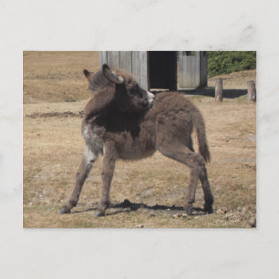 Little Donkey Postcard