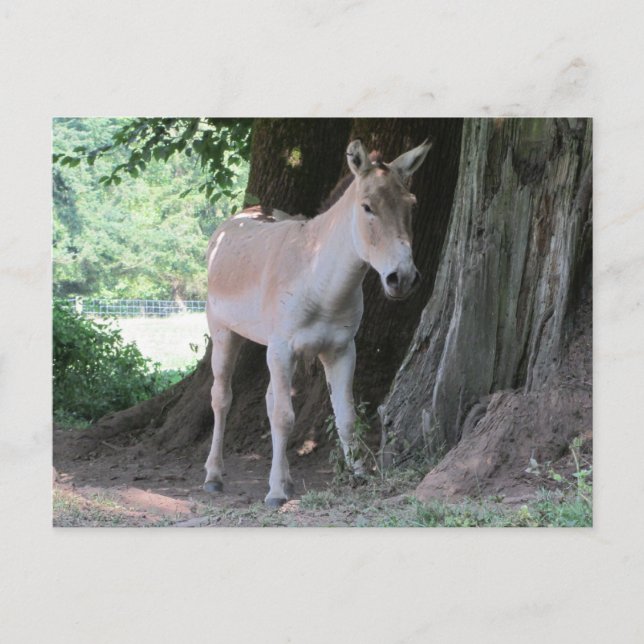 Little Donkey Postcard (Front)
