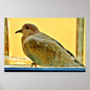 Little Dove Poster