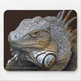 Little Dragon Mousemat