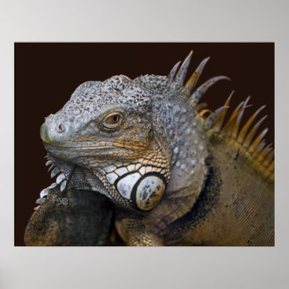 Little Dragon Print