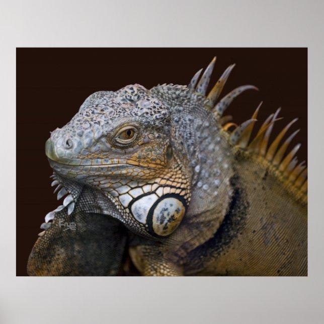 Little Dragon Print (Front)
