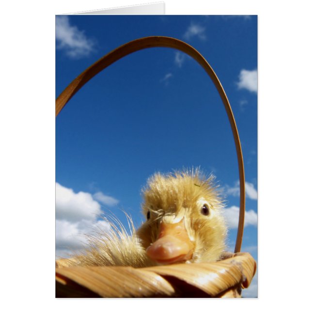 little duckling (Front)