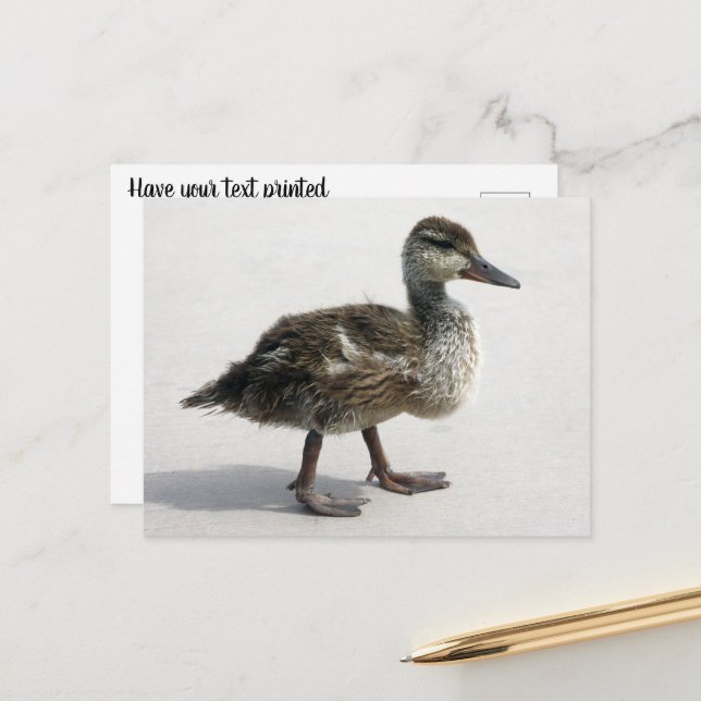 Little Duckling Postcard (Front/Back In Situ)
