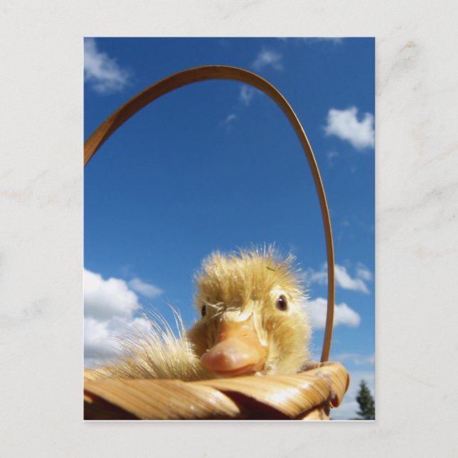 little duckling postcard (Front)